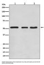 Anti-KLF4/Gklf Rabbit Monoclonal Antibody