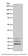 Anti-FGF2/Fgf Basic Rabbit Monoclonal Antibody
