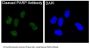 Anti-Cleaved PARP PARP1 Rabbit Monoclonal Antibody