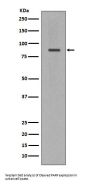 Anti-Cleaved PARP PARP1 Rabbit Monoclonal Antibody