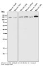 Anti-PARP PARP1 Rabbit Monoclonal Antibody