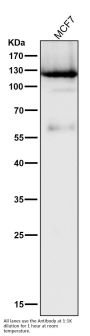 Anti-PARP PARP1 Rabbit Monoclonal Antibody