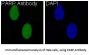Anti-PARP PARP1 Rabbit Monoclonal Antibody