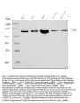 Anti-PARP/PARP1 Picoband® Antibody (monoclonal, 2I2H4)