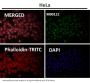 Anti-PARP PARP1 Rabbit Monoclonal Antibody