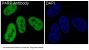 Anti-PARP PARP1 Rabbit Monoclonal Antibody