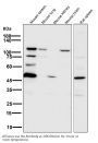 Anti-PARP PARP1 Rabbit Monoclonal Antibody
