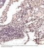 Anti-PARP PARP1 Rabbit Monoclonal Antibody