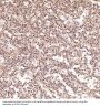 Anti-PARP PARP1 Rabbit Monoclonal Antibody