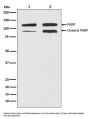 Anti-PARP PARP1 Rabbit Monoclonal Antibody