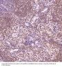 Anti-PARP PARP1 Rabbit Monoclonal Antibody