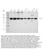 Anti-PCNA Antibody Picoband® (monoclonal, 2G2)