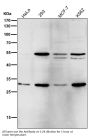 Anti-Parkin PARK2 Rabbit Monoclonal Antibody