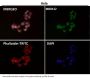 Anti-CTCF Rabbit Monoclonal Antibody
