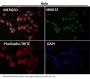 Anti-CTCF Rabbit Monoclonal Antibody