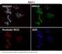 Anti-CTCF Rabbit Monoclonal Antibody