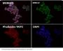Anti-CTCF Rabbit Monoclonal Antibody