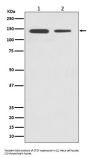 Anti-CTCF Rabbit Monoclonal Antibody