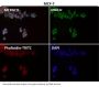 Anti-CTCF Rabbit Monoclonal Antibody