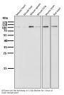 Anti-Dnmt3a Rabbit Monoclonal Antibody