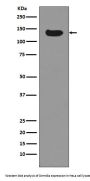 Anti-Dnmt3a Rabbit Monoclonal Antibody