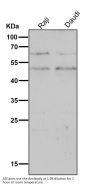 Anti-CD14 Rabbit Monoclonal Antibody