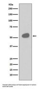 Anti-CD14 Rabbit Monoclonal Antibody