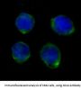 Anti-CD14 Rabbit Monoclonal Antibody