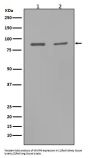 Anti-MMP9 Rabbit Monoclonal Antibody