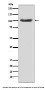 Anti-MSH2 Monoclonal Antibody