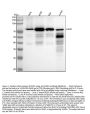 Anti-RIP RIPK1 Rabbit Monoclonal Antibody