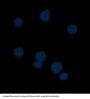 Anti-Bcl-6 Rabbit Monoclonal Antibody