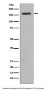 Anti-CD11b ITGAM Rabbit Monoclonal Antibody