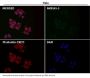 Anti-p21 CDKN1A Rabbit Monoclonal Antibody