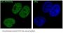 Anti-p21 CDKN1A Rabbit Monoclonal Antibody