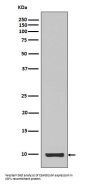Anti-IGF1/Igf I Rabbit Monoclonal Antibody