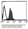 Anti-Cyclin D1 Monoclonal Antibody (5D4)