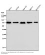 Anti-SHP2 PTPN11 Rabbit Monoclonal Antibody