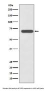 Anti-SHP2 PTPN11 Rabbit Monoclonal Antibody