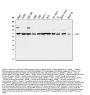 Anti-SHP2/PTPN11 Antibody Picoband® (monoclonal, 2E6)