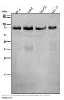 Anti-SHP2 PTPN11 Rabbit Monoclonal Antibody