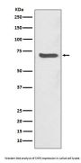 Anti-SHP2 PTPN11 Rabbit Monoclonal Antibody