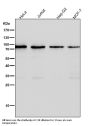 Anti-CD19 Rabbit Monoclonal Antibody