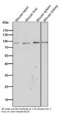 Anti-CD19 Rabbit Monoclonal Antibody