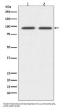 Anti-CD19 Rabbit Monoclonal Antibody