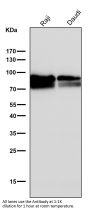 Anti-CD19 Rabbit Monoclonal Antibody