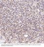 Anti-CD19 Rabbit Monoclonal Antibody