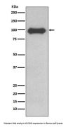 Anti-CD19 Rabbit Monoclonal Antibody