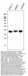 Anti-CCR2 Antibody Picoband® (monoclonal, 8C4)