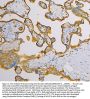 Anti-SLC2A1 Antibody Picoband® (monoclonal, 10C10)